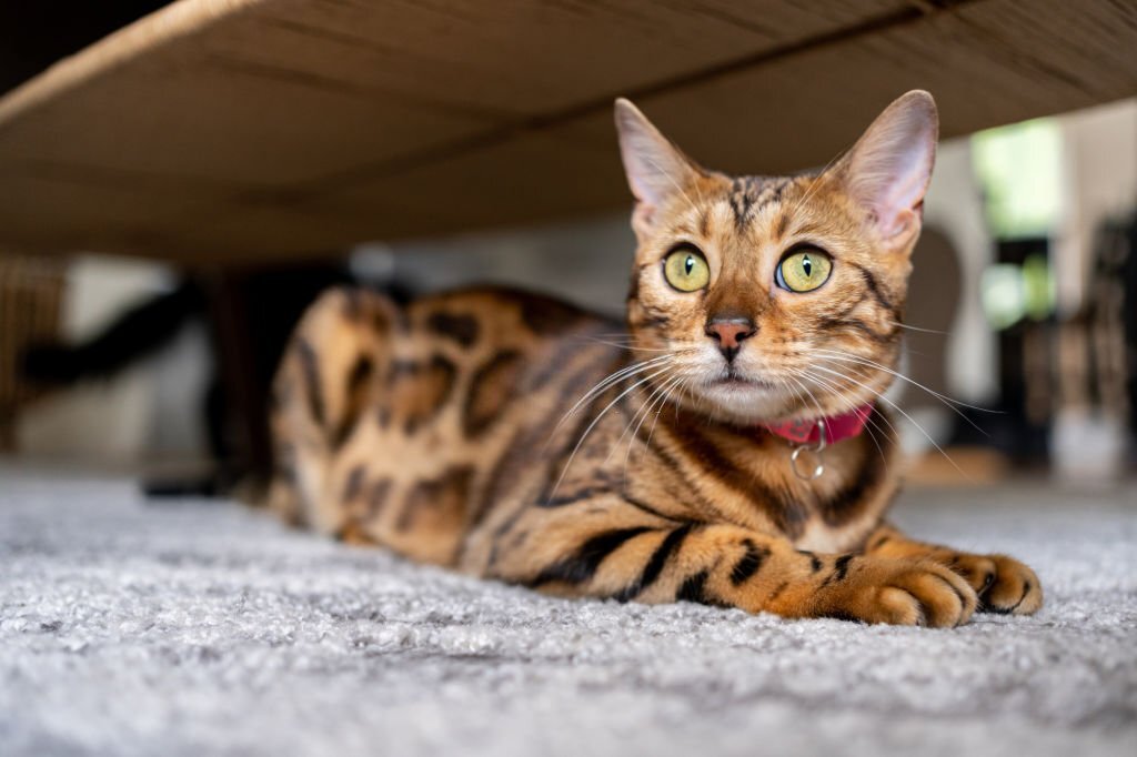 How Long Do Bengal Cats Live