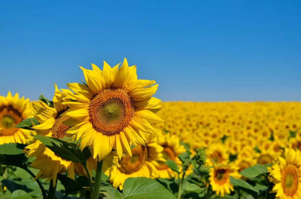 August Sunflowers 