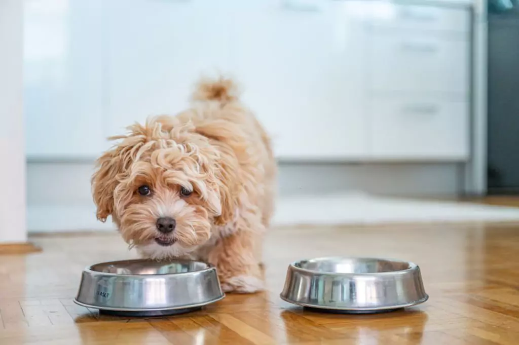 How Long Do Dogs Take to Digest Food