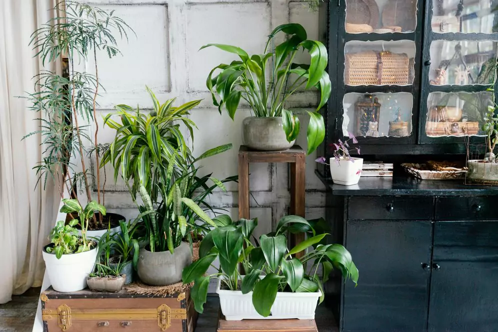 Best Low Light Indoor Plants