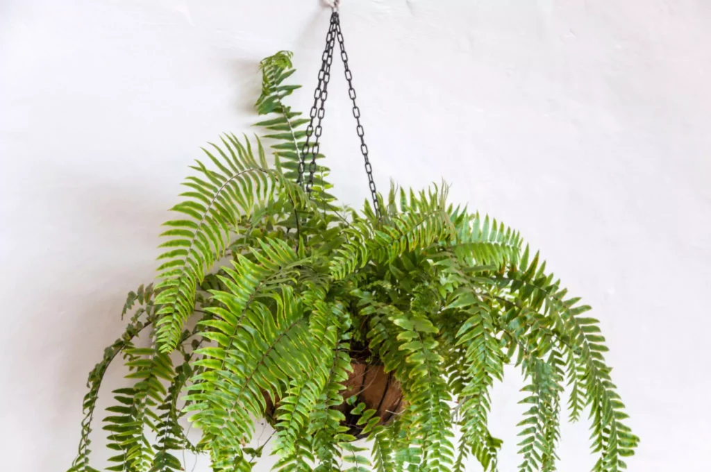 Trailing Plants for Hanging Baskets
