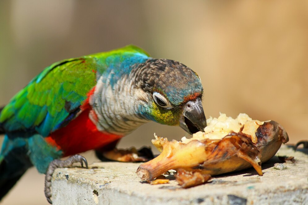 Can Birds Eat Oatmeal