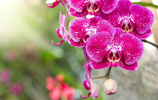 How To Take Care Of Orchids Indoors