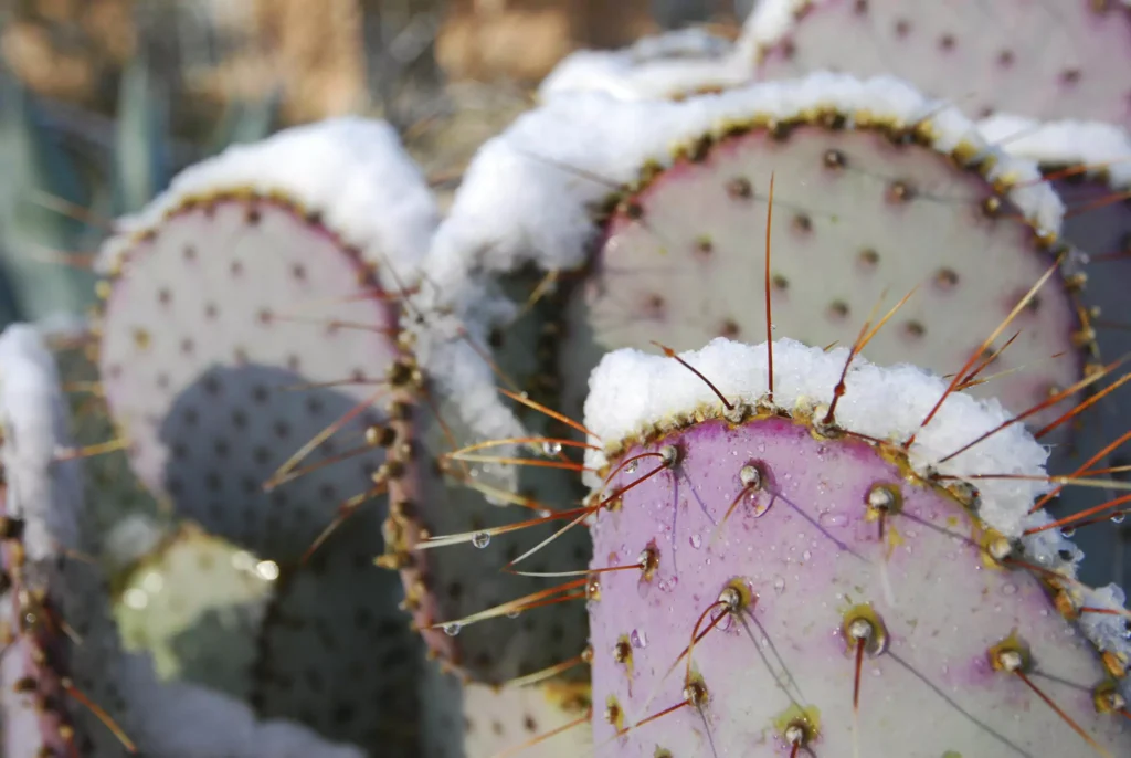 Can Prickly Pear Survive the Chill
