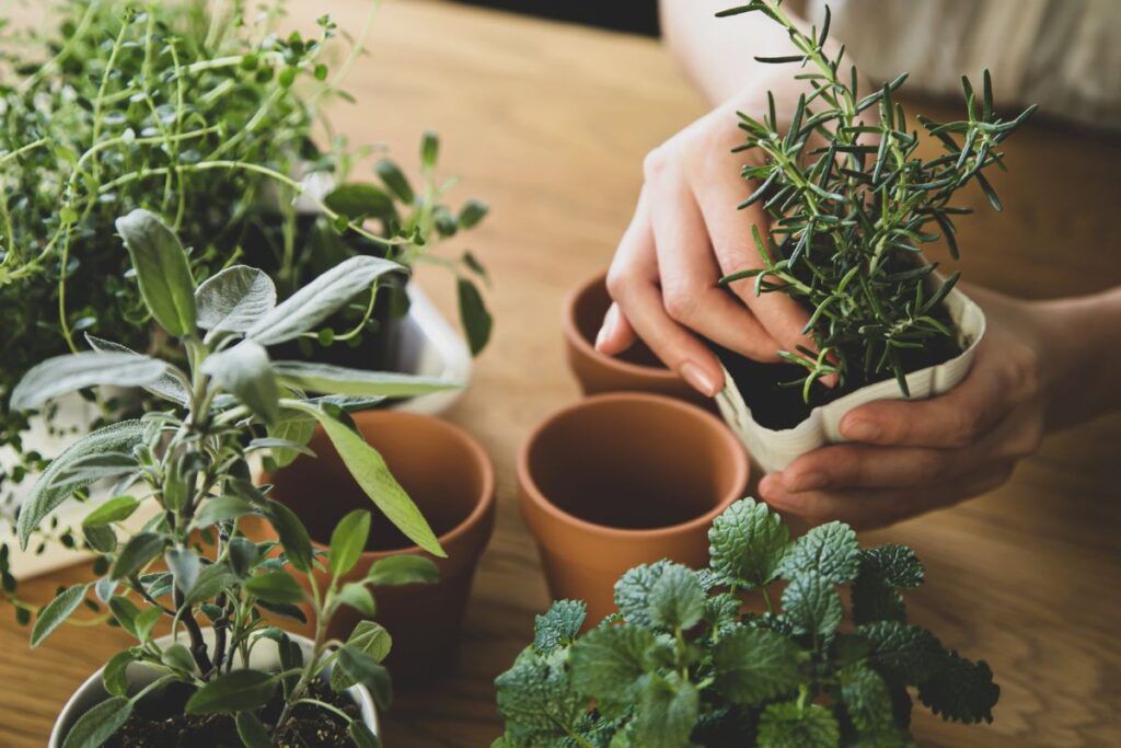 Sustainable Indoor Plant Care