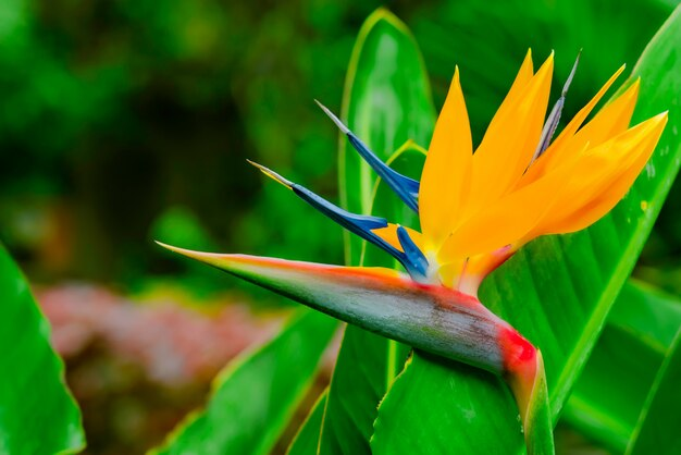 Bird of Paradise Plant Growth Rate