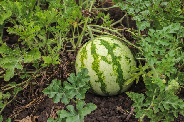 What Can You Grow with Watermelon