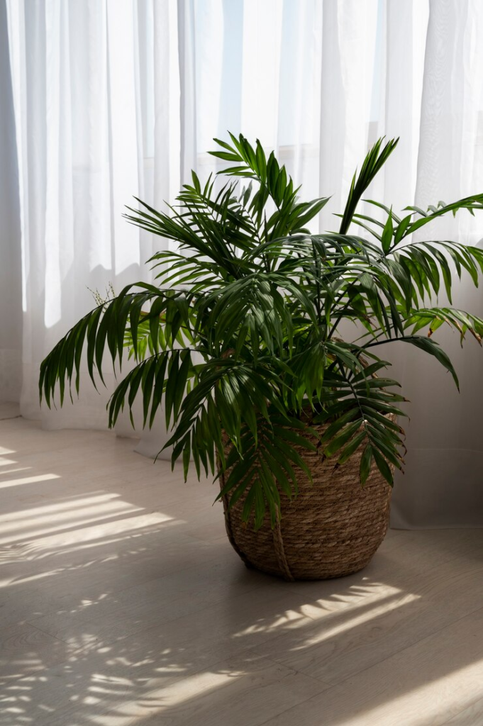 Repotting Your Palm Tree Plant